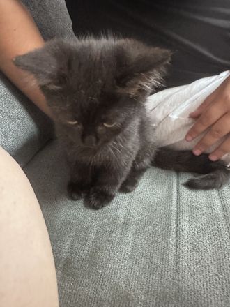 BKH Kater sucht liebevolles Zuhause