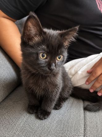 BKH Kater sucht liebevolles Zuhause