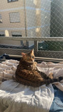 Abgabe für einen Katze