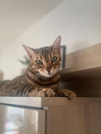 Abgabe für einen Katze