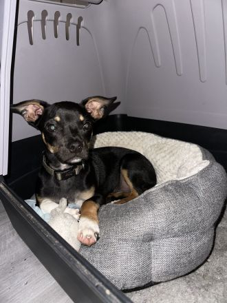 Chihuahua Mix sucht Familie