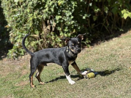 Chihuahua Mix sucht Familie