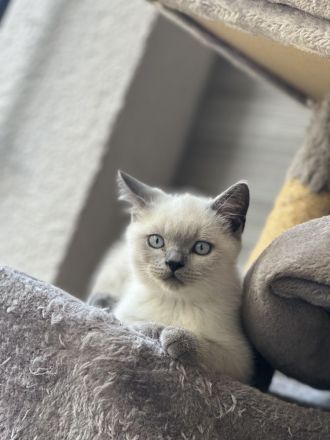BKH Blue Point Kater