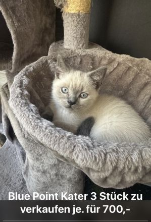 BKH Blue Point Kater