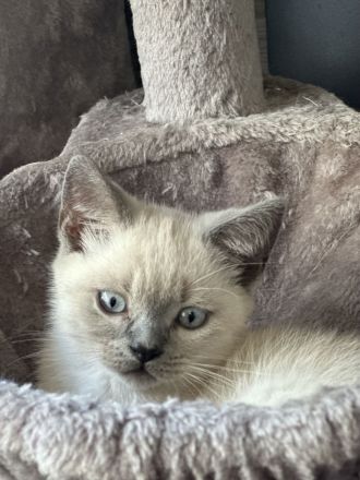BKH Blue Point Kater