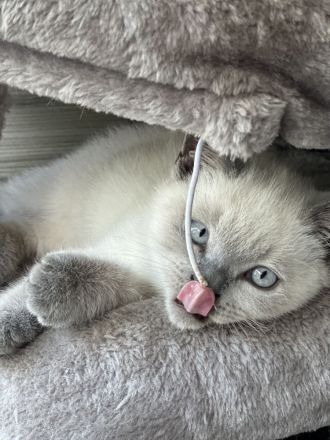 BKH Blue Point Kater