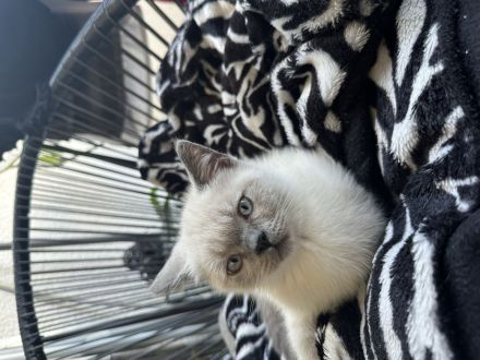 BKH Blue Point Kater