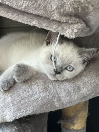BKH Blue Point Kater