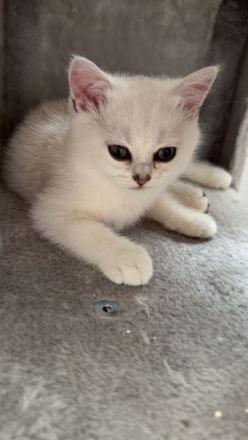 BKH Kitten mit Stammbaum black Silver shaded