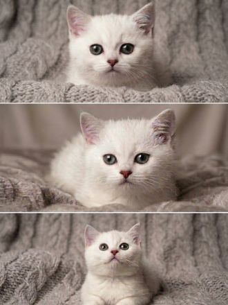 BKH Kitten mit Stammbaum black Silver shaded