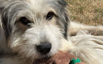 Zuhause gesucht für Elijah