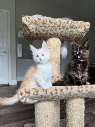 Reinrassige Maine-Coon-Kätzchen
