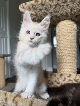 Reinrassige Maine-Coon-Kätzchen