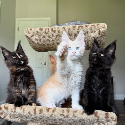 Reinrassige Maine-Coon-Kätzchen