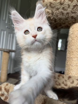 Reinrassige Maine-Coon-Kätzchen