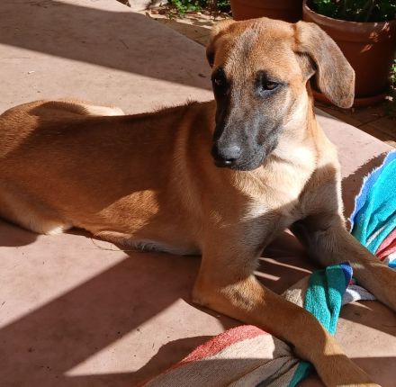 Rhodesian Ridgeback / Labrador, liebevoll aufgezogene Mischlingswelpen vom Bio-Hof