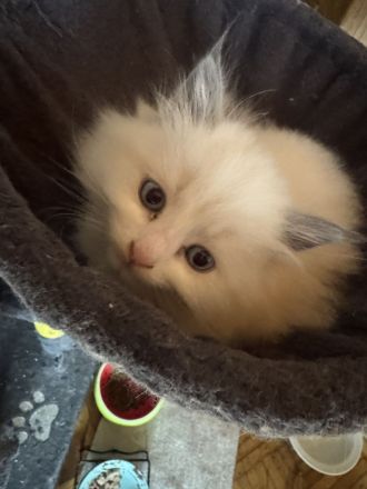 Neva Masquarade Kitten
