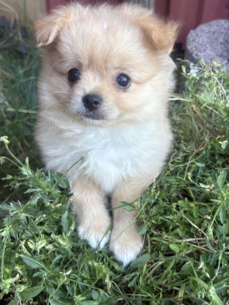 Yorkshire Terrier Shi Tzu Mix