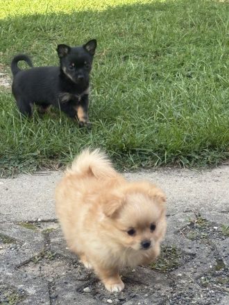 Yorkshire Terrier Shi Tzu Mix