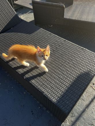 Kleine Trolle wollen in die große Welt