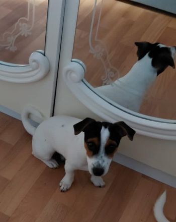 Jack-Russell-Mix-Hündin abzugeben 🐾