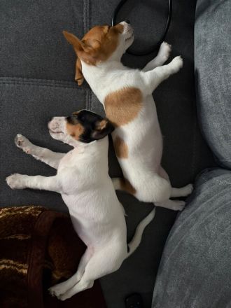 Jack-Russell-Mix-Hündin abzugeben 🐾