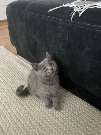 Baby Katze Britisch Kurzhaar