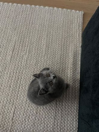 Baby Katze Britisch Kurzhaar