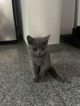 Baby Katze Britisch Kurzhaar