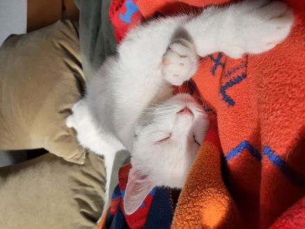 Nanouk sucht Zuhause