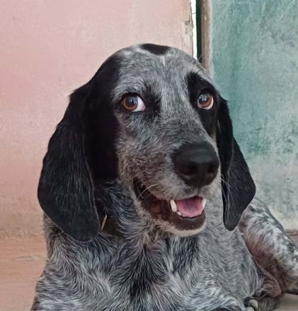 PATCH, männlicher Hound