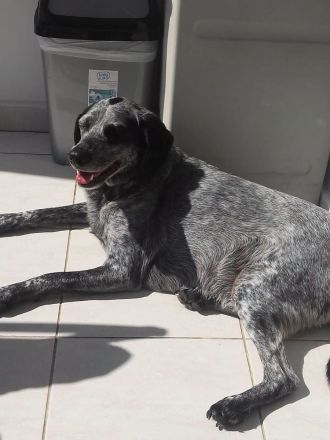 PATCH, männlicher Hound