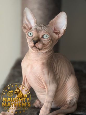 Canadian Sphynx Junge mit WCF pedigre