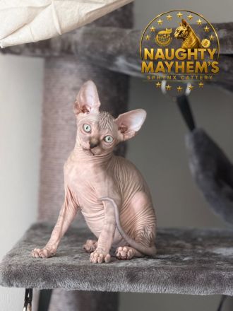 Canadian Sphynx Junge mit WCF pedigre