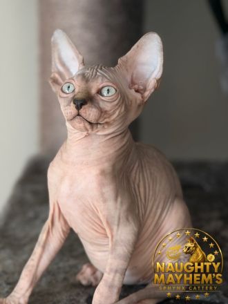 Canadian Sphynx Junge mit WCF pedigre