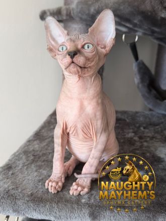 Canadian Sphynx Junge mit WCF pedigre