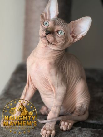 Canadian Sphynx Junge mit WCF pedigre