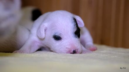 Jack Russell Terrier Welpen