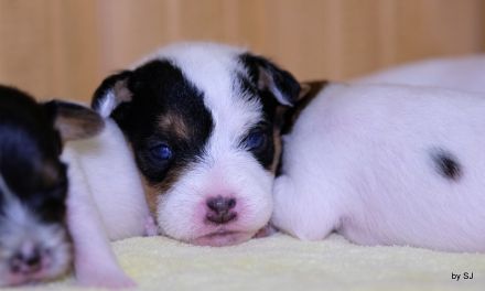 Jack Russell Terrier Welpen