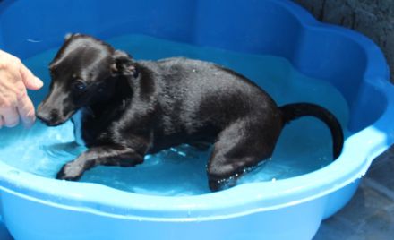 RAVEN, weiblicher Mischling