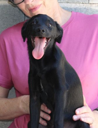 MATTIE, männlicher Terrier