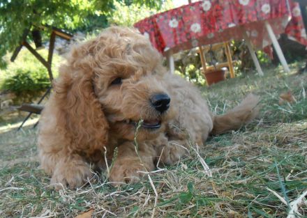 Pudelmischling, Pudel-Mix, Cockerpoo, Welpen