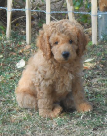 Pudelmischling, Pudel-Mix, Cockerpoo, Welpen