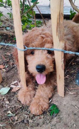 Pudelmischling, Pudel-Mix, Cockerpoo, Welpen