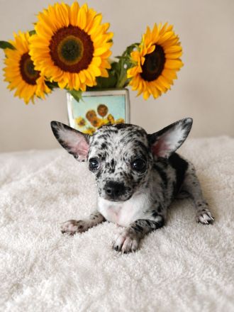 EXCLUSIVE CHIHUAHUA WELPEN