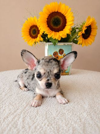EXCLUSIVE CHIHUAHUA WELPEN