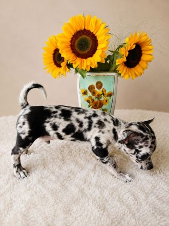 EXCLUSIVE CHIHUAHUA WELPEN