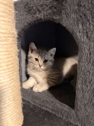 3 süßen Kitten suchen ein liebevolles Zuhause!