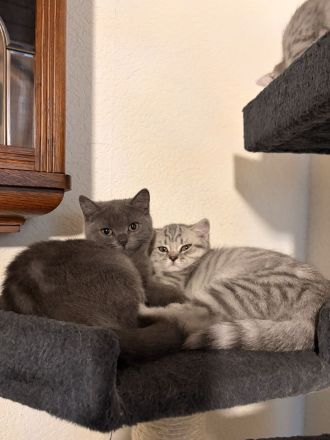 3 süßen Kitten suchen ein liebevolles Zuhause!