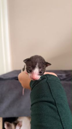Reinrassige Cornish Rex Babys mit Papieren